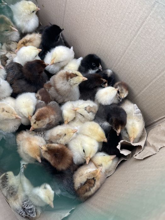 Продаю курчат ціна договірна