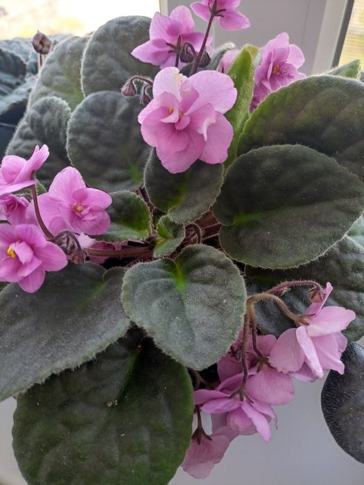 сортові сенполії  фиалки