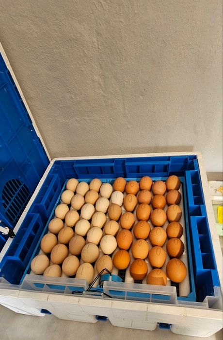 Продам інкубатора