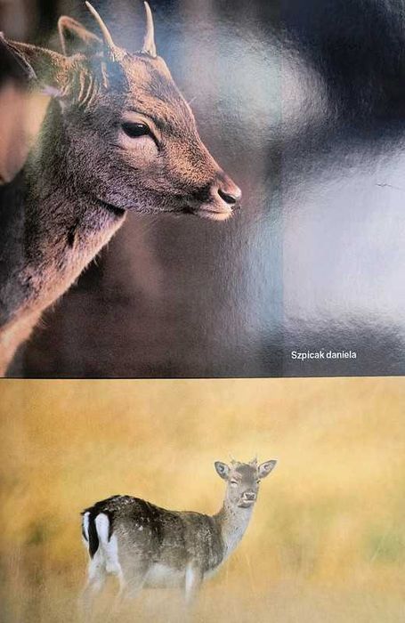 Ryszard Dzięciołowski - Daniel (miękka)