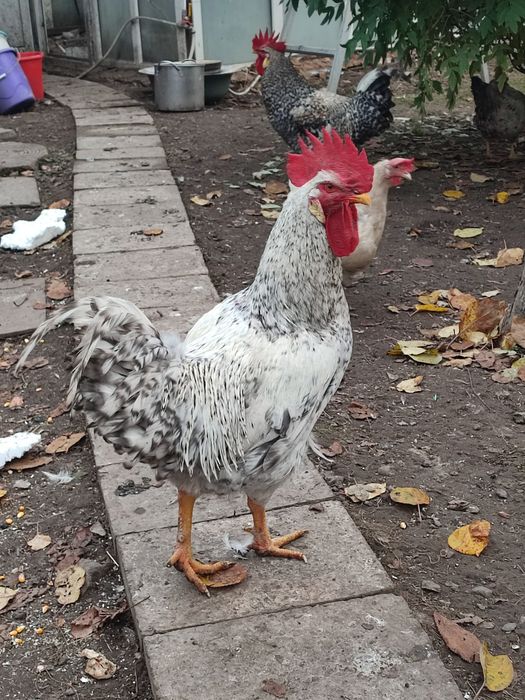 Живий півень великий