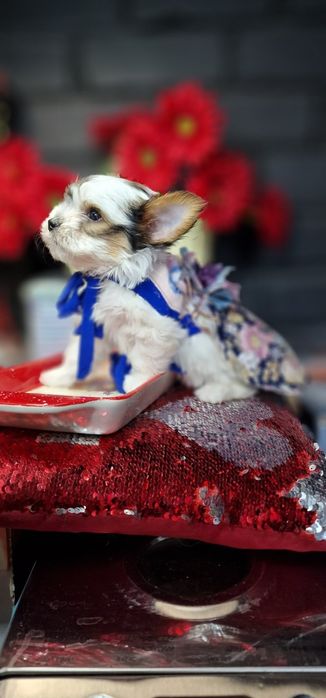 Гарнюсяя дівчинка біверйорка