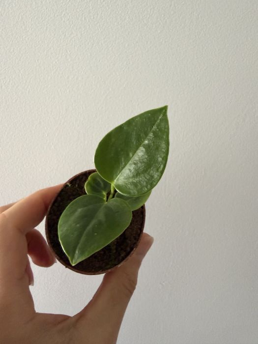 Anthurium Veitchii narrow form