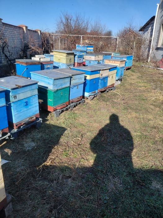 Продам суш ,вулики,бджоли