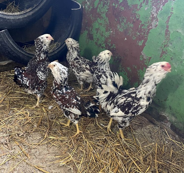 NOWOŚĆ kury Orłowskie jaja lęgowe