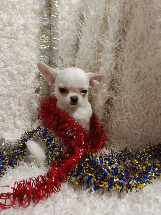 Сором'язлива білявочка чихуахуа