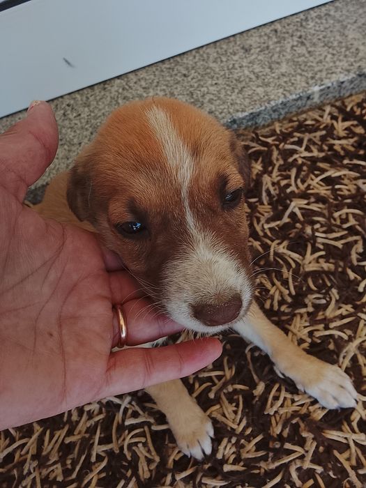 Cachorrinhos para adoção com dois meses