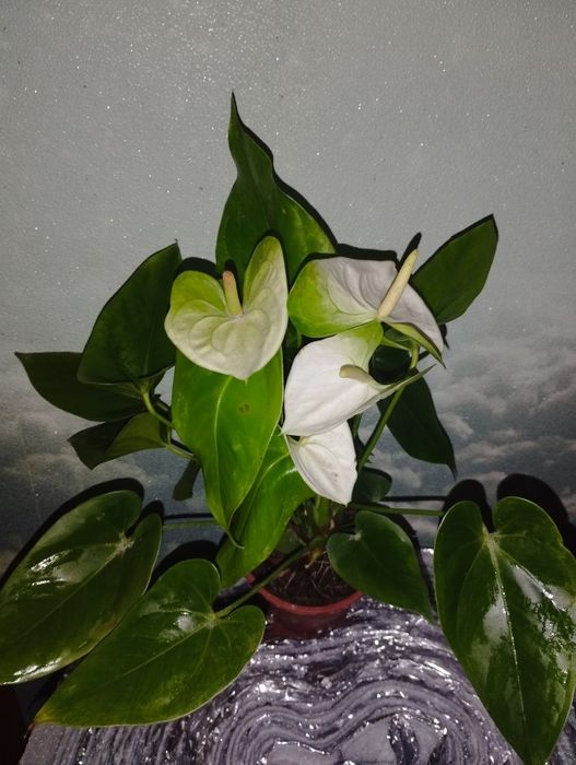 Продам дільонки антуріума