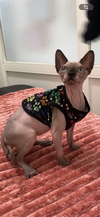 Sphynx macho siamês