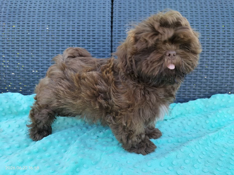 Czekoladowy chłopak Shih Tzu
