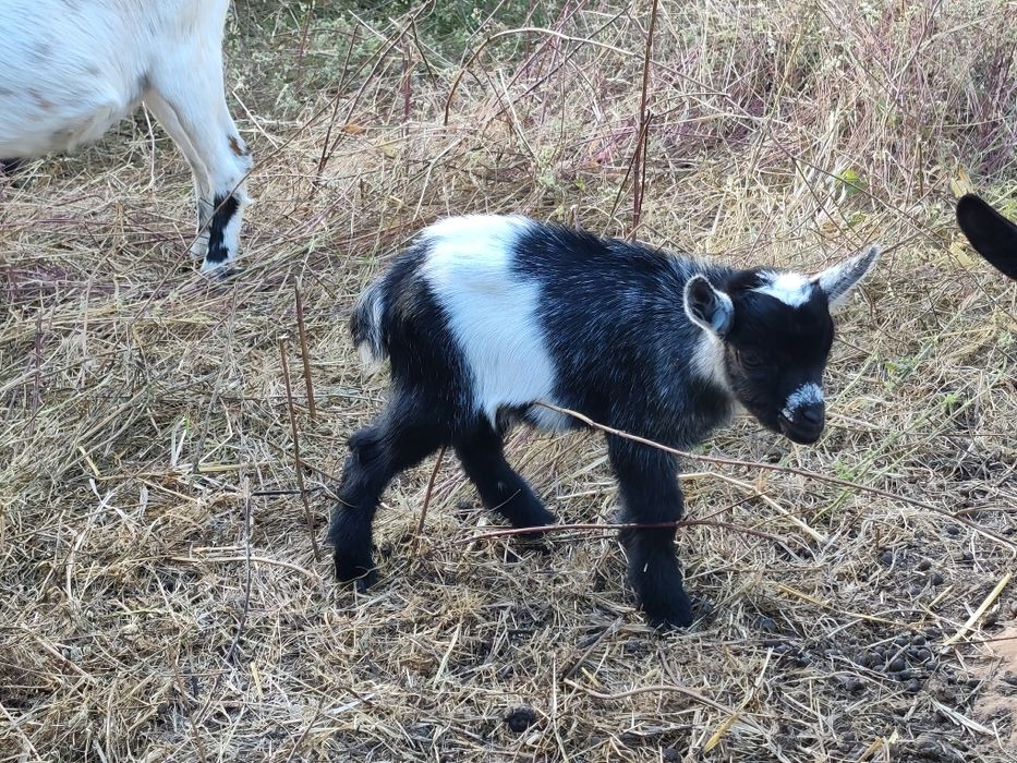 Cabras anãs jovens