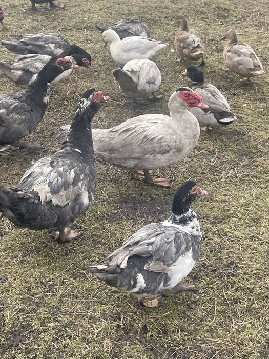 Шипуни індоутка качки