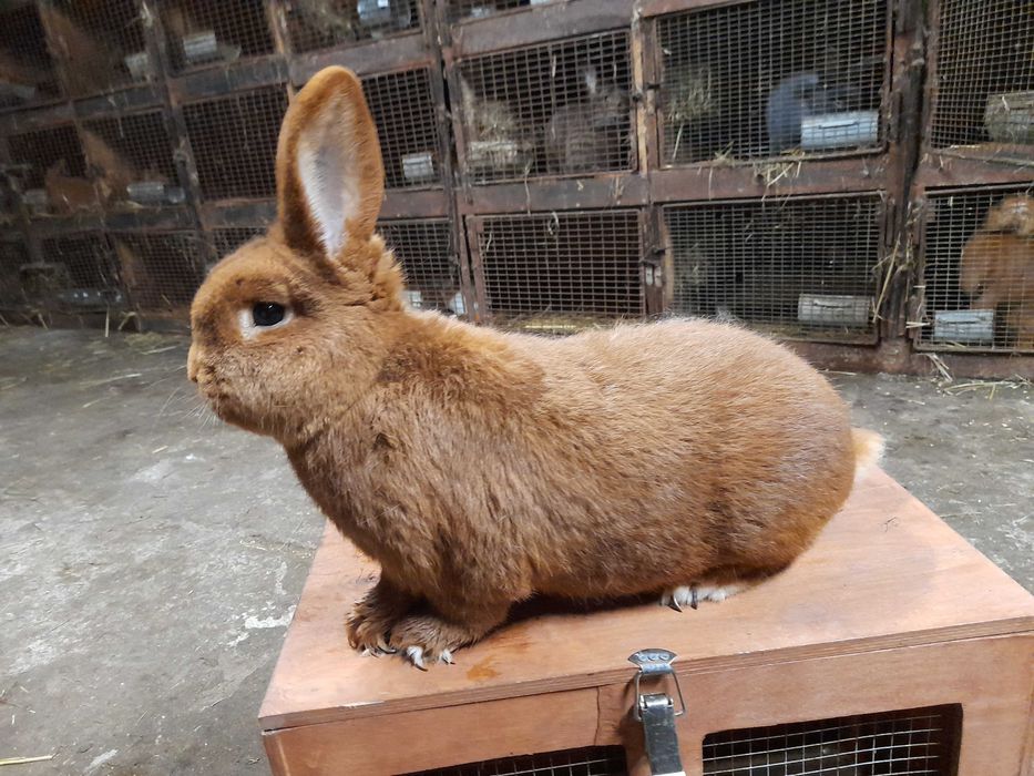 Nowozelandzki Czerwony samiec samica