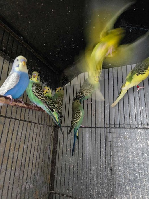 Papugi papuga falista samce samice, Standart