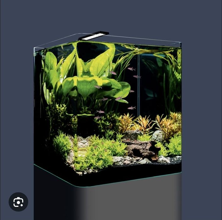 Akwarium Dennerle Nano Cube 60 litrów
Dennerle Nano Cube 60 litrów, 38