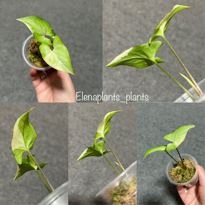 Сингониум Dark Purple, Pink Splash Dark Fat Leaf, Scrambled Eggs