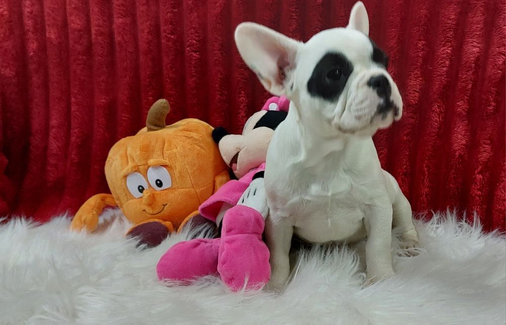 Bulldog francês menina