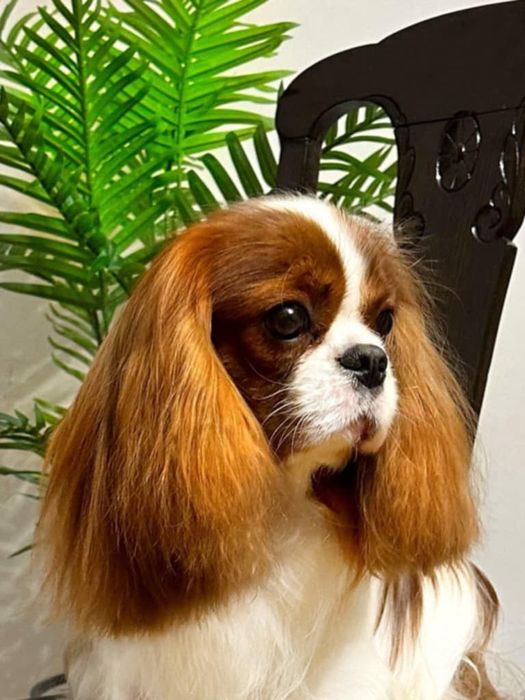 **Cavalier King Charles Spaniel** ZKwP FCI