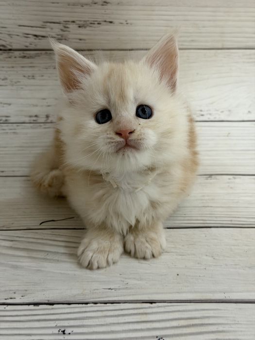 Кошенята Мейн-кун