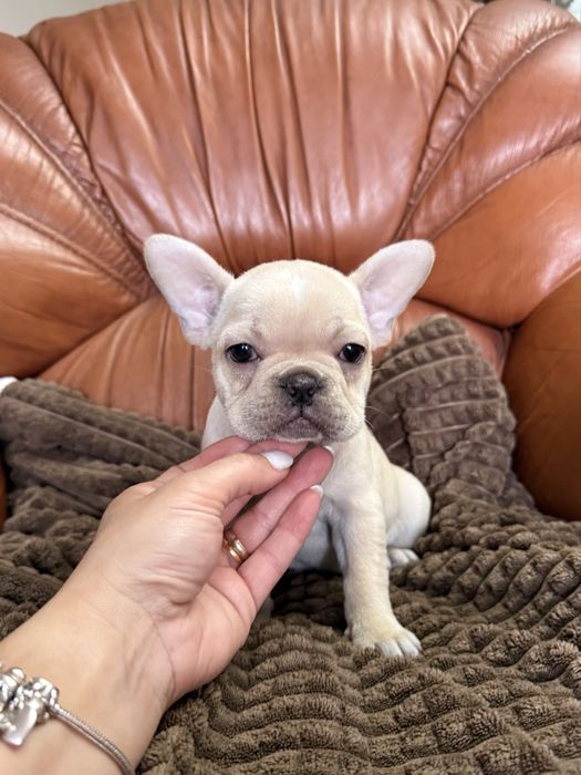 Excelente menina Bulldog/Bouledogue Frances de Qualidade
