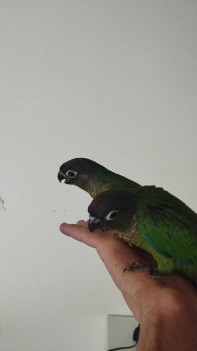 Pyrrhuas hipoxanta domesticadas