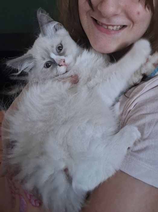 Kocurek Syberyjski WCF