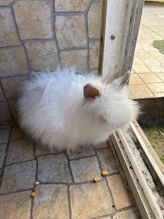 Coelho Anão Tobias Doméstico