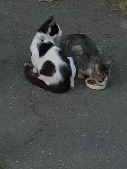 Котик в добрі і відповідальні,люблячі руки