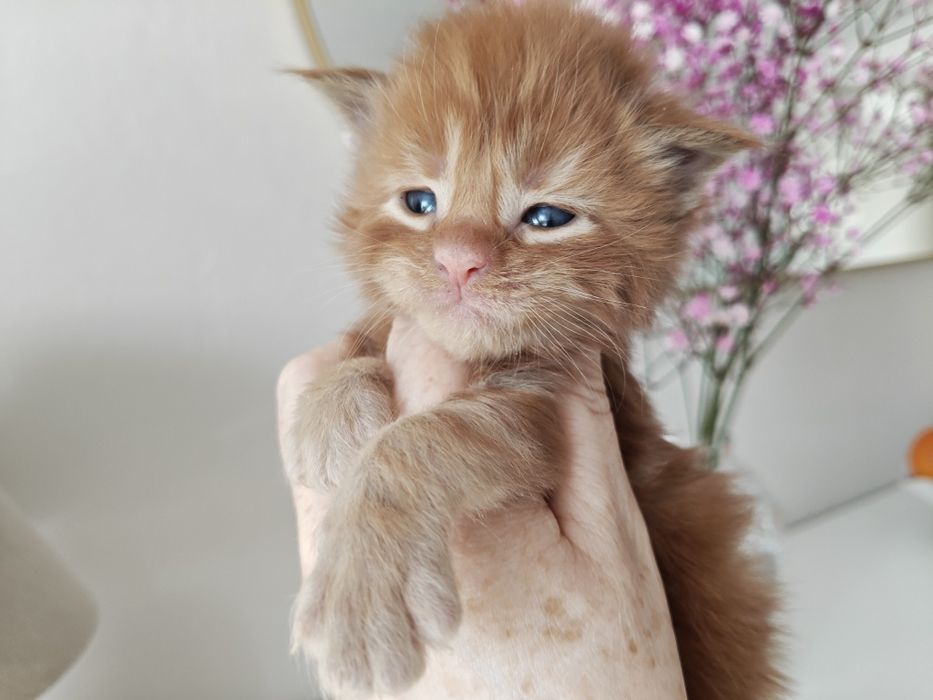 Piękna ruda kotka Maine Coon