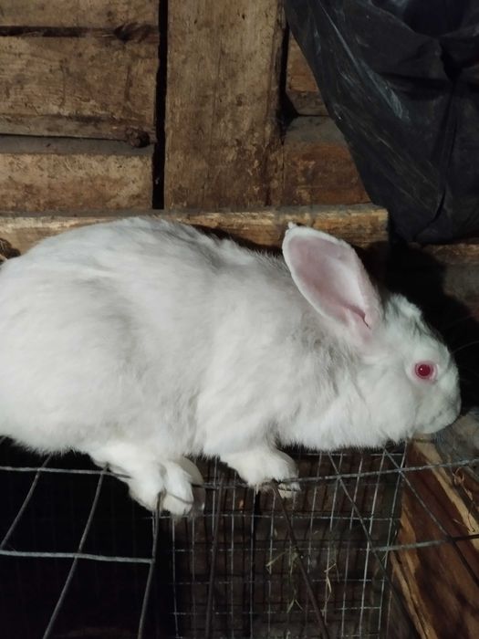 Продам кролів та плем'я або тушки