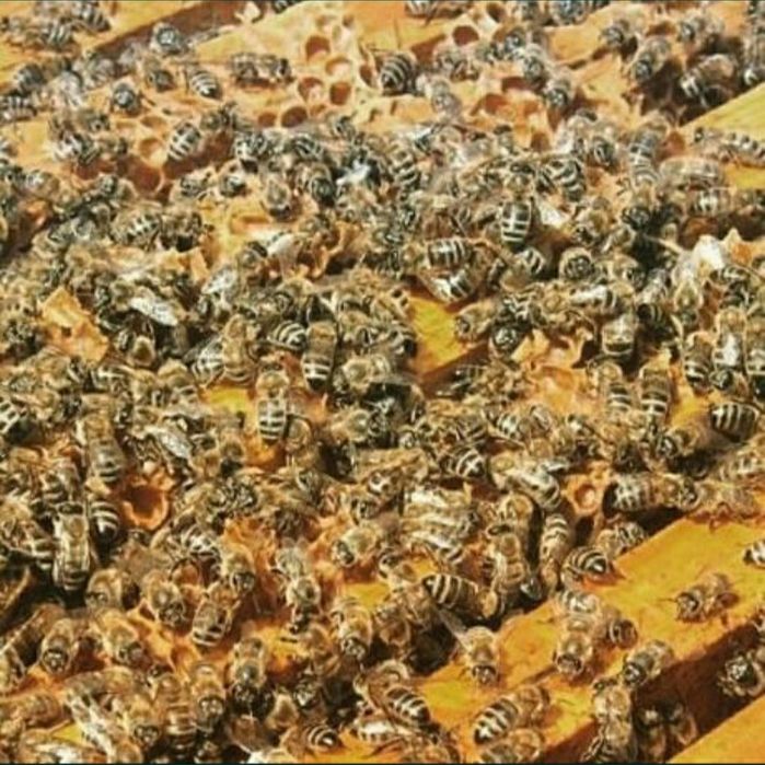 Продам бджоли, бджолопакети