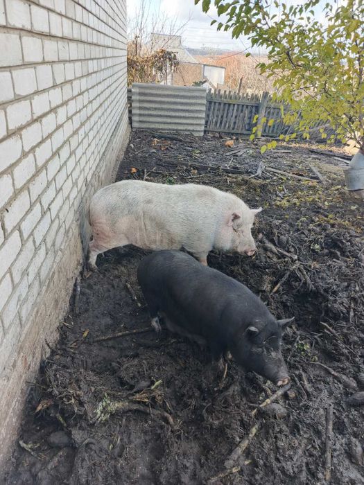 Продам в'єтнамського кнура