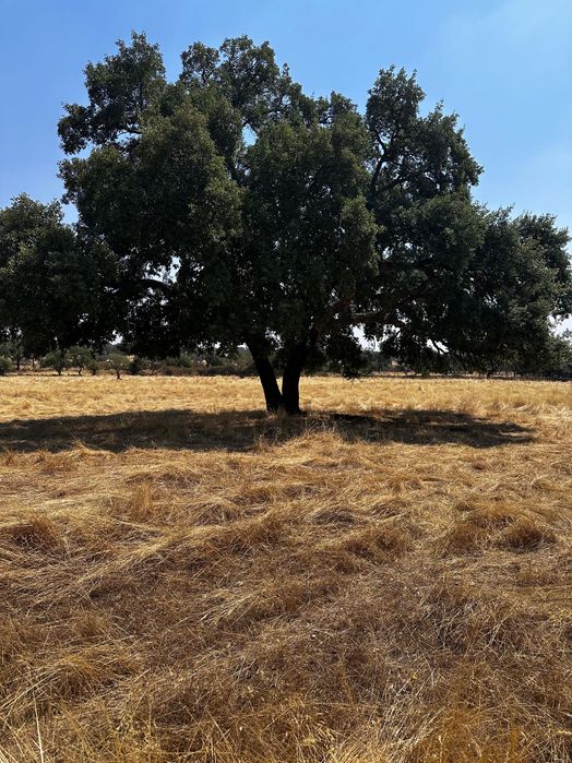Terrenos Rústicos Zebreira com oliveiras e sobreiros