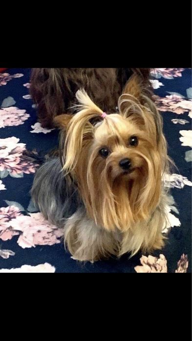 York shire terrier sunia