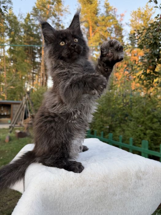 Хлопчик Maine Coon