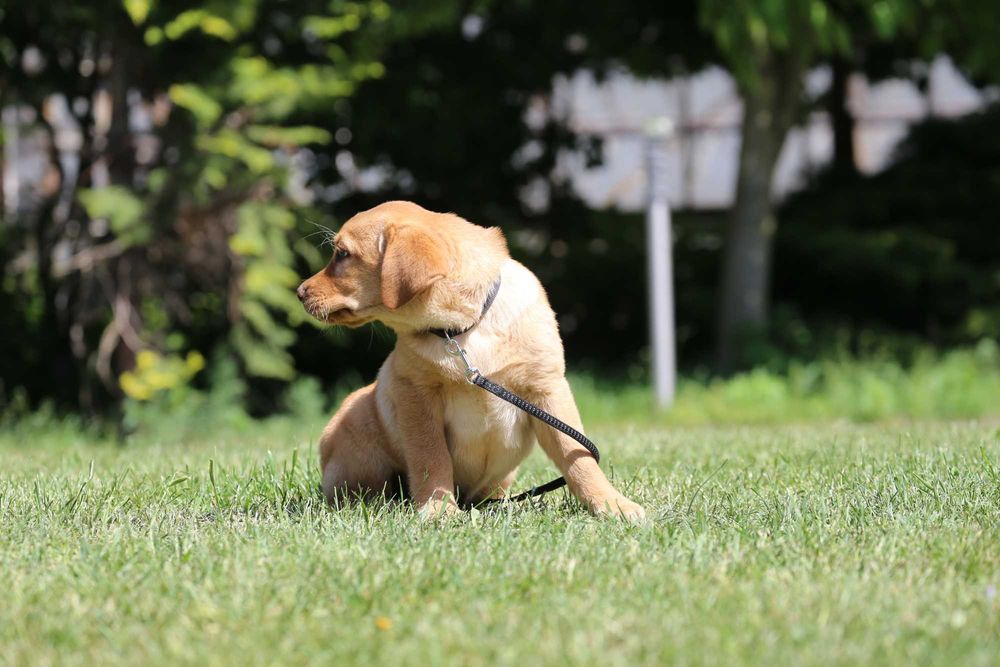 Labrador Retriever - biszkoptowy szczeniak