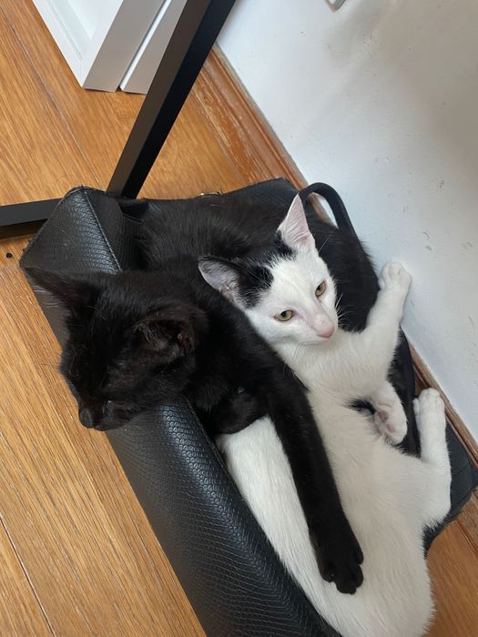 Gatos para adoção vacinados