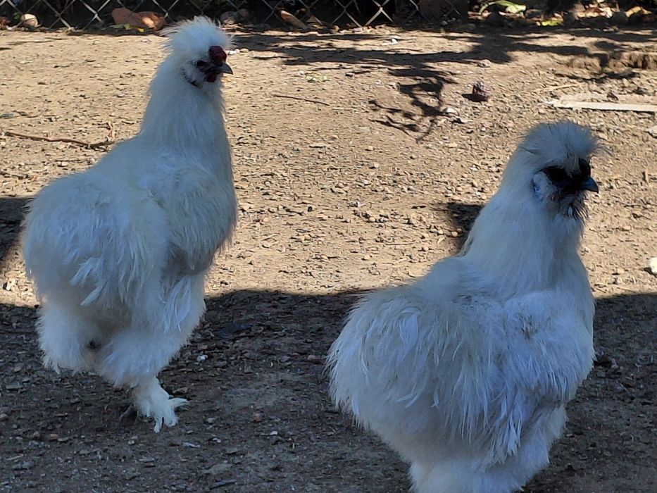 Китайская шёлковая петушки