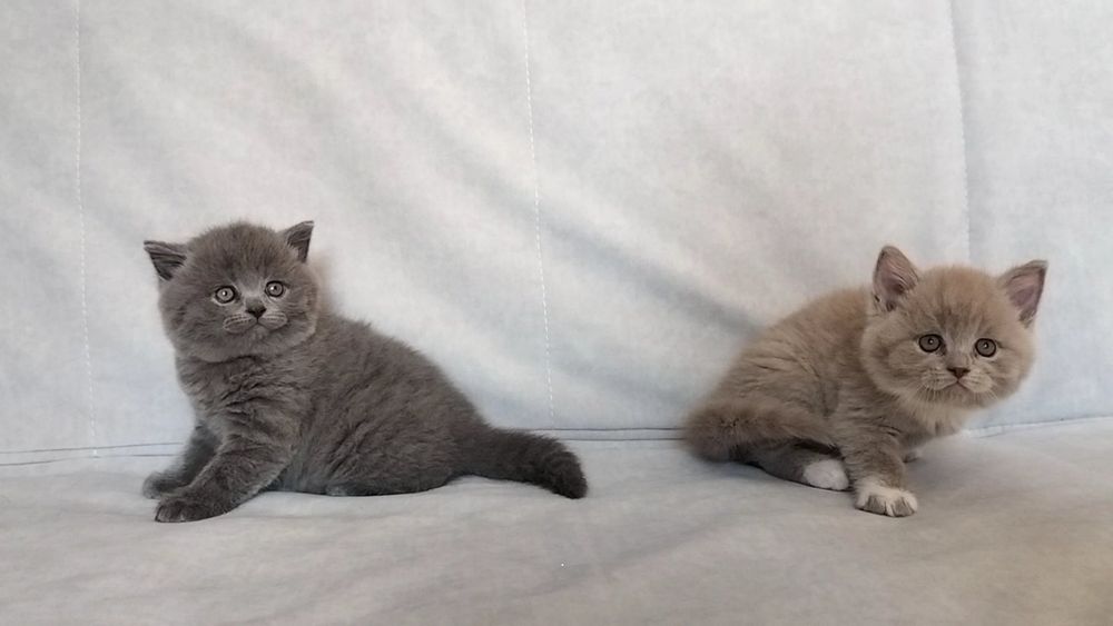 шотландські котики