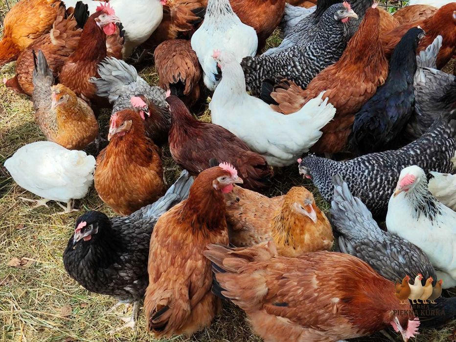 Kury Nioski Kolorowe Rosa Dominant Leghorn Lohman Leghorn