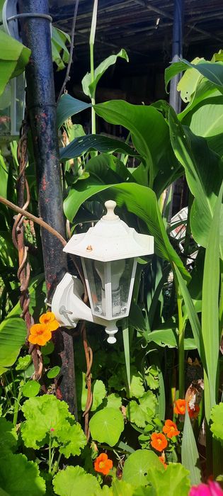 Vendo varias plantas