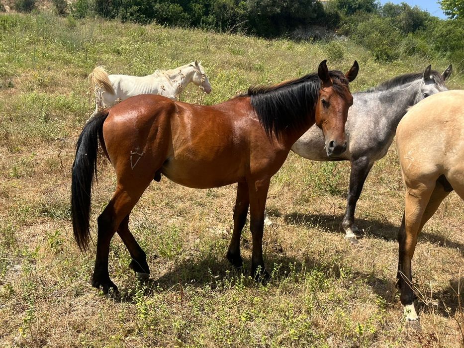 Poldro Lusitano de 2 anos
