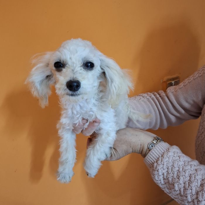 Maltipoo śliczny piesk