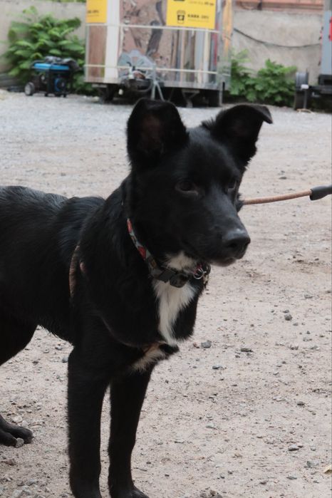 Отдается в добрые руки