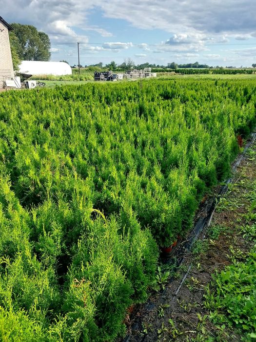 Thuja Szmaragd od 2,50 zł – 40-70 cm – P9