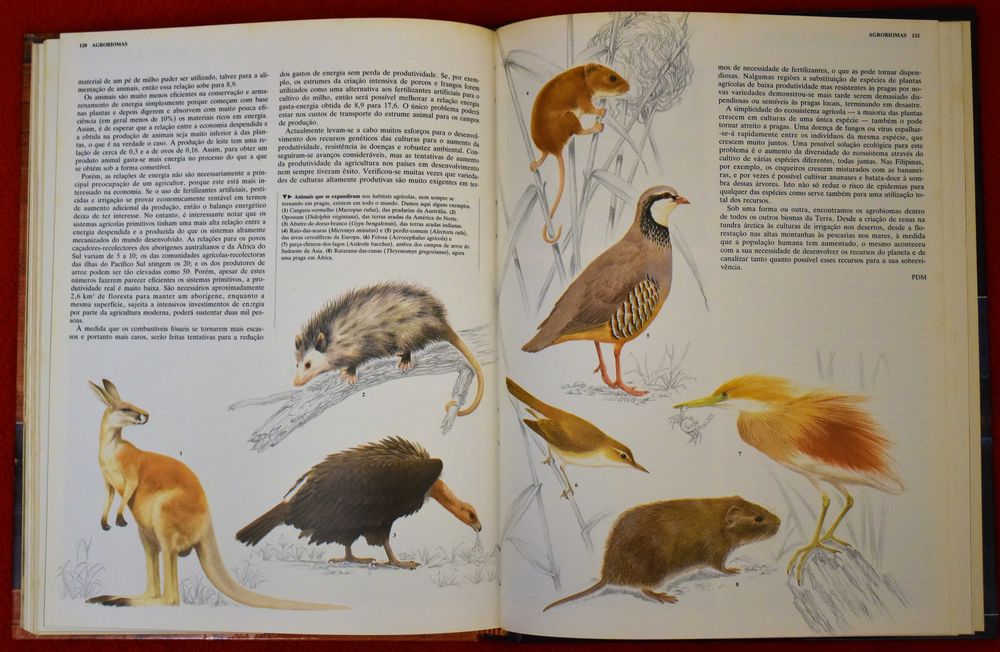 Animais de Todo o Mundo: Ecologia Animal