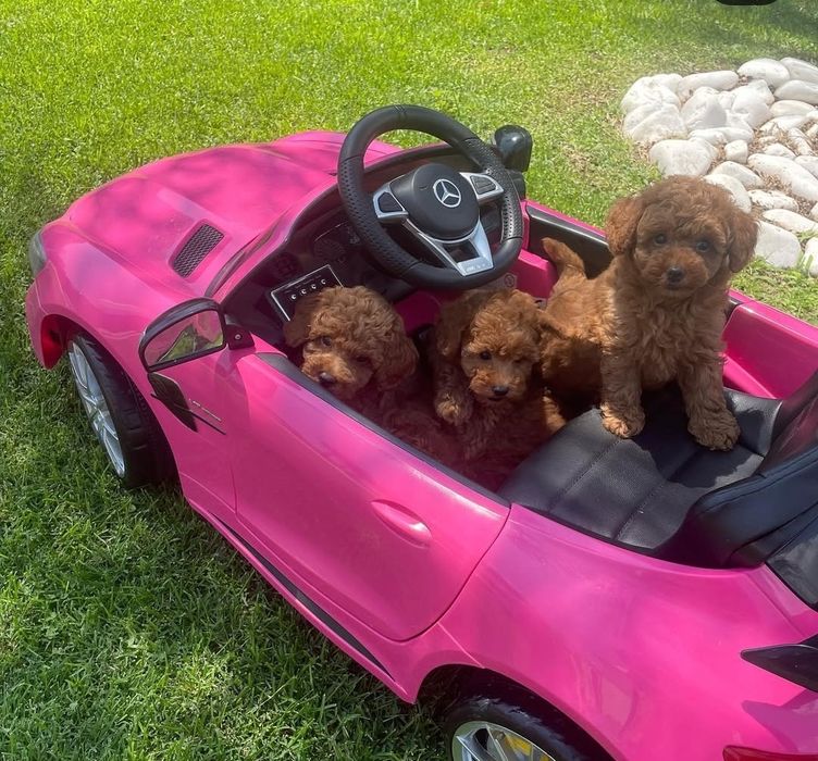 Чудові малюки той пудель