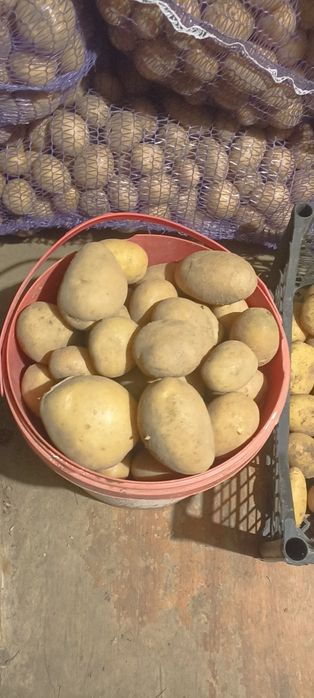 Домашня велика та посадкова картопля.