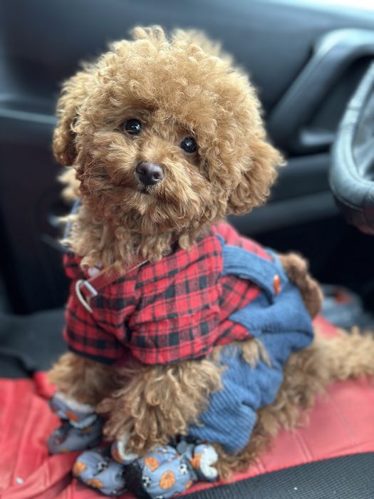 Вʼязка мальтіпу, той пудель”Red Braun”