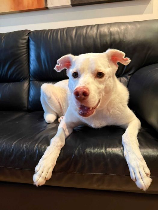 Snow para adoção responsável